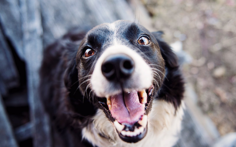 Blue healer dog smiling